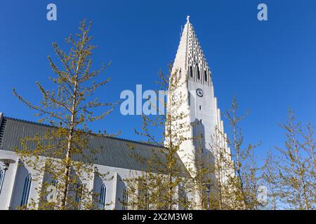 Hallgrimskirkja modernistische Kirche, die an Basaltsäulen in Reykjavik, Island, erinnert, modernes Glockenturm- und Kirchenschiff-Gebäude mit Bäumen um die Ecke, klarer blauer Himmel. Stockfoto