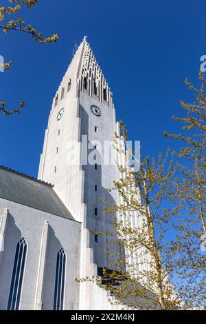 Hallgrimskirkja modernistische Kirche, die an Basaltsäulen in Reykjavik, Island, erinnert, modernes Glockenturm- und Kirchenschiff-Gebäude mit Bäumen um die Ecke, klarer blauer Himmel. Stockfoto