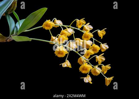 Nahaufnahme der epiphytischen Orchideenart dendrobium chrysotoxum blühend mit hellgelb-orangen Blütensträngen isoliert auf schwarzem Hintergrund Stockfoto