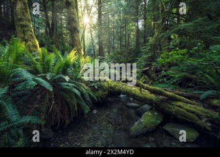 Geografie / Reisen, Kanada, Pazifik Nordwesten, British Columbia, Vancouver Island, ADDITIONAL-RIGHTS-CLEARANCE-INFO-NOT-AVAILABLE Stockfoto