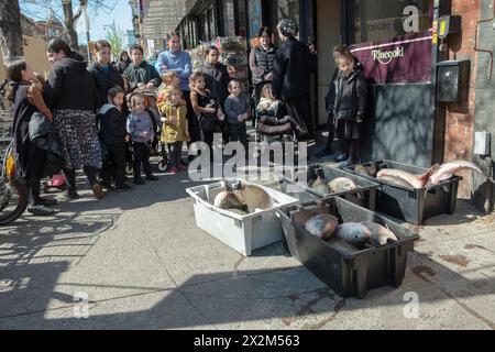 Eine kleine Gruppe beobachtet die Lieferung von Fisch zu einem koscheren Laden in Williamsburg. Es ist Brauch, Fisch am Pessach zu essen. In Brooklyn, New York, 2024. Stockfoto