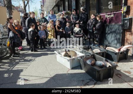 Eine kleine Gruppe beobachtet die Lieferung von Fisch zu einem koscheren Laden in Williamsburg. Es ist Brauch, Fisch am Pessach zu essen. In Brooklyn, New York, 2024. Stockfoto