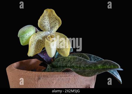 Nahaufnahme der Topffrau Hausschuh Orchideenart paphiopedilum koncolor mit gesprenkelten gelben Blüten und Knospen isoliert auf schwarzem Hintergrund Stockfoto