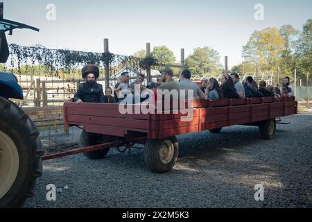 Während Sukkos, wenn es darum geht, Spaß zu haben, geht eine Gruppe aufmerksamer Juden auf eine Heufahrt auf der West Maple Farm in Monsey, New York. Stockfoto