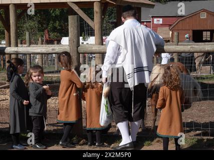 Während der Succos, wenn es darum geht, Spaß zu haben, füttern ein chassidischer Mann und mehrere Kinder die Tiere auf einer Farm in Mosey, New York. Stockfoto