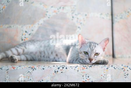Porträt einer jungen faulen Katze, die auf einem weißen Marmorstuhl mit natürlichem Licht liegt. Graue Katze schaut in die Kamera. Stockfoto