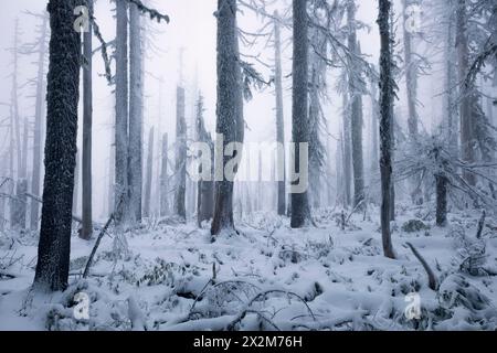 Geografie / Reisen, USA, Washington, Mount Hood, Washington, Wald in den Kaskadenbergen, ZUSÄTZLICHE RECHTE-CLEARANCE-INFO-NOT-AVAILABLE Stockfoto