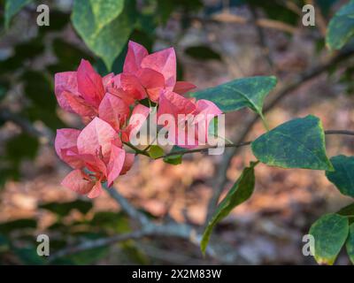 Blick aus der Nähe auf farbenfrohe orange lila rosa Brammen und Blumen des Bougainvillea-Busches im tropischen Garten Stockfoto