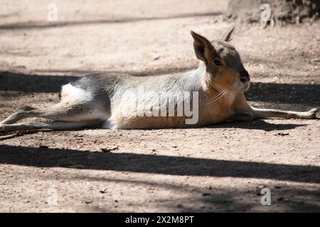 Patagonischer Hase ist eine große Nagetierart, die in Zentral- und Südargentinien zu finden ist. Die patagonische Cavy hat lange Beine, die es erlauben, zu regenerieren Stockfoto