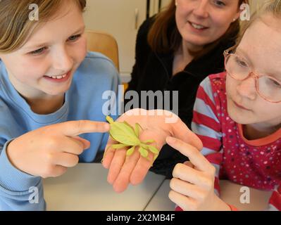 PRODUKTION - 16. April 2024, Sachsen, Schkeuditz bei Leipzig: im Rahmen eines integrierten Zoounterrichts an der Thomas Müntzer Grundschule in Schkeuditz zeigt Elena Rose, Lehrerin und Erziehungsdirektorin des Zoos, Schülern einer vierten Klasse das Riesenwanderblatt (Phyllium giganteum), das zur Insektenfamilie gehört. Das Insekt ist eines von über 250 Tieren und 45 Arten in Deutschlands größtem und ältestem Schulzoo, der mit dem speziellen Konzept „Schule auf dem Land mit Schulzoo“ Möglichkeiten für tierische Bildung bietet. Die Grundschüler lernen, wie man h Stockfoto