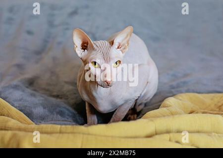 Schöne Sphinx Katze, die auf grauem Hintergrund sitzt Stockfoto