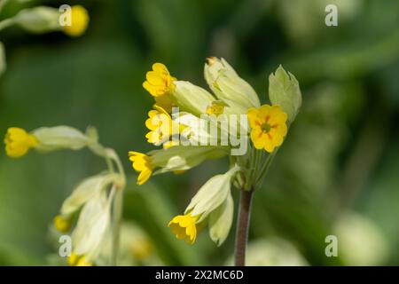 Cowslip, Primula veris. UK Stockfoto