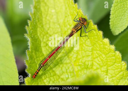 Große rote Damselfliege, Pyrrhosoma nymphula. UK Stockfoto