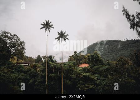 Majestätische Wachspalmen ragen über einer üppig grünen Landschaft im Cocora Valley, Kolumbien, unter einem düsteren Himmel hervor. Stockfoto