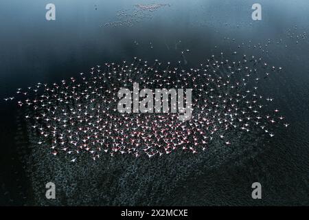 Ein faszinierender Blick aus der Luft fängt eine große Schar von Flamingos in der Mitte des Fluges über einer ruhigen Weite des Wassers ein und zeigt die Schönheit der Tierwelt in Moti Stockfoto