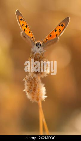 Ein zarter, orange gefleckter lycaena phlaeas-Schmetterling thront anmutig auf einem beigen, getrockneten Pflanzenstiel vor einem weichen goldenen Hintergrund Stockfoto