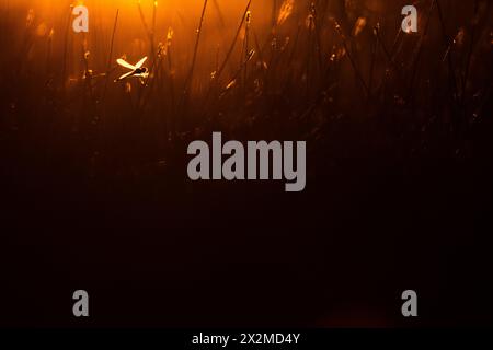 Ein ruhiges Bild, das die Silhouette einer Libelle im Gras festnimmt, die in warmen, goldenen Farbtönen des Sonnenuntergangs getaucht ist. Stockfoto