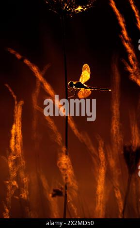 Ein ruhiges Bild, das die Silhouette einer Libelle im Gras festnimmt, die in warmen, goldenen Farbtönen des Sonnenuntergangs getaucht ist. Stockfoto