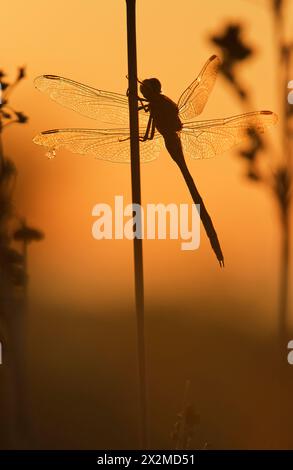 Eine zarte Libelle, die auf einem Stiel thront, mit ihren komplizierten Flügeln, die vom warmen Schein der untergehenden Sonne hinterleuchtet werden und eine ruhige Silhouette schaffen. Stockfoto