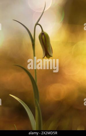 Eine einzelne Fritillaria Sylvatica blüht vor einem weichen, goldenen Bokeh-Hintergrund und schafft eine traumhafte, ätherische Atmosphäre. Stockfoto