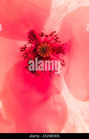 Ein Makrofoto, das die komplizierten Details eines pinken Mohnstils und Staubbeuteln vor weichen, pastellfarbenen Blüten festlegt. Stockfoto