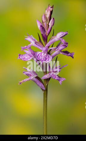 Eine detailreiche Nahaufnahme mit der markanten Blüte einer Militärochide oder Orchis militaris, deren Hintergrund unscharf grün ist Stockfoto