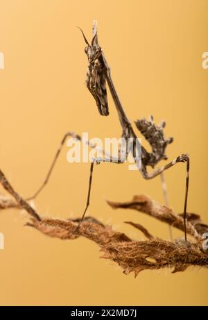 Eine Nahaufnahme einer Empusa pennata, auch bekannt als Conehead Mantis, die elegant auf einem trockenen Ast vor einem weichen gelben Hintergrund steht. Stockfoto