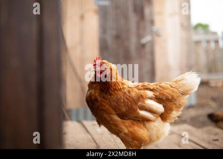 Ein lebendiges Bild, das ein einzelnes braunes Huhn in einer rustikalen Umgebung mit weichem Hintergrund erfasst Stockfoto