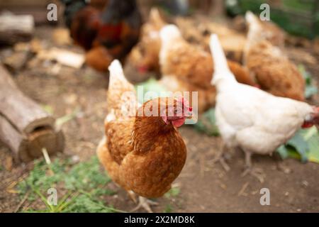 Eine Gruppe von Freilandhennen und ein Hahnfutter auf dem Land, mit einer Nahaufnahme eines braunen Hühnchens im Vordergrund Stockfoto