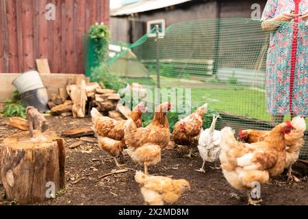 Eine Gruppe freilaufender Hühner und ein Hahn Streifen auf einem Bauernhof, eingerahmt von rustikalen Holzpfählen und einem Drahtzaun, mit einem Blick auf eine Person in traditionellem d Stockfoto