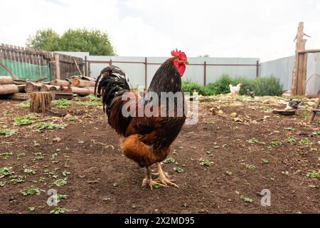 Ein lebhafter Hahn steht auf einem Bauernhof mit Hühnern, die im Hintergrund auf der Suche sind, und zeigt eine typische Landschaft Stockfoto