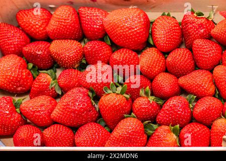 Eine lebendige Präsentation frischer, reifer Erdbeeren, die in einer Schachtel verpackt sind und ihre leuchtend rote Farbe und verlockende Textur zeigen Stockfoto