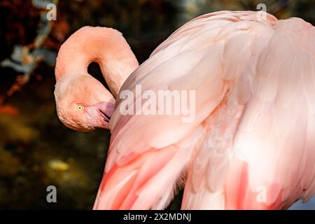Eine lebendige Nahaufnahme, die die zarte Schönheit und den leuchtenden rosafarbenen Farbton eines Flamingos einfängt, der sich selbst pflegt Stockfoto