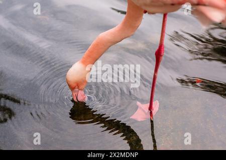 Ein Nahaufnahme-Bild, das den Kopf eines Flamingos einfängt, während er in das Wasser taucht und eine Reflexion erzeugt Stockfoto
