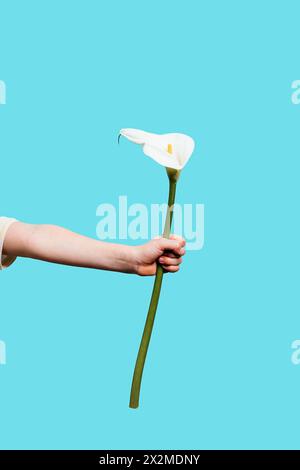 Ein heiteres Bild eines ausgestreckten Arms, der eine schöne weiße Calla-Lilie hält, isoliert auf einem cyanfarbenen Hintergrund Stockfoto