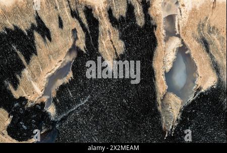 Ein Nahaufnahme-Bild, das komplizierte Details des fossilen Holzes aus der Blue Forest Formation in Wyoming zeigt. Stockfoto