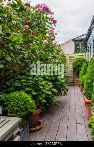 Rosa blühende Rosen auf der Terrasse. Chelsea Dammment, London, Großbritannien Stockfoto