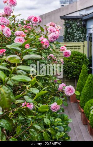 Rosa blühende Rosen auf der Terrasse. Chelsea Dammment, London, Großbritannien Stockfoto