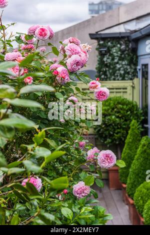 Rosa blühende Rosen auf der Terrasse. Chelsea Dammment, London, Großbritannien Stockfoto