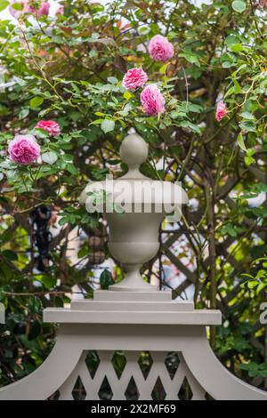 Rosa blühende Rosen im privaten Garten am Chelsea-Damm, London, Großbritannien Stockfoto