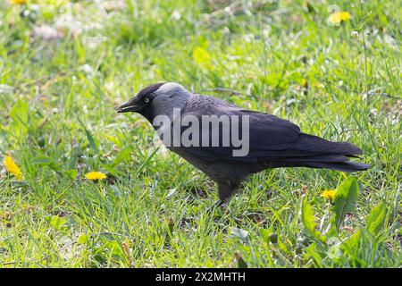 Jakdaw auf dem Gras auf der Suche nach Nahrung. Tier Stockfoto