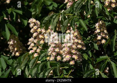 Kastanienblüte. Große Frühlingsblüte. Weiße Blüte und grüne Blätter Stockfoto