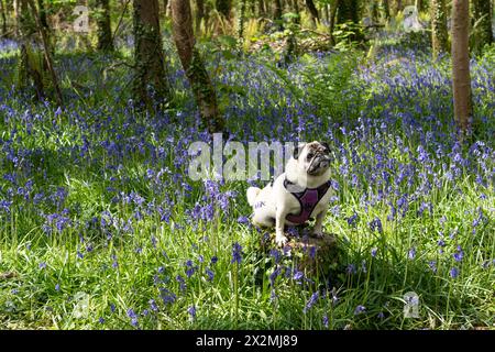 Tehidy Country Park, Redruth, Cornwall, Großbritannien. April 2024. Wetter in Großbritannien. Dennis, der Mops, macht einen Spaziergang im Wald von Tehidy an der nördlichen Küste cornwalls, mit Glockenblumen in der Blüte. . Simon Maycock / Alamy Live News. Stockfoto