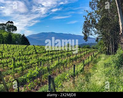 Weinbauernhof Anfang der Saison, Portugal, April 2024. Das Gebiet Alto Minho im Norden Portugals ist als Erzeugerregion Vinho Verde bekannt. Stockfoto