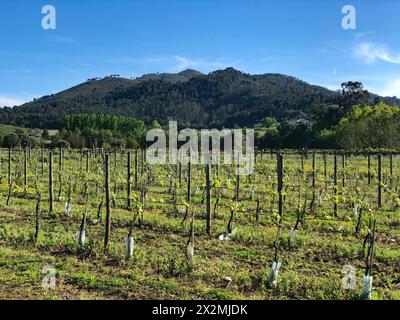 Weinbauernhof Anfang der Saison, Portugal, April 2024. Das Gebiet Alto Minho im Norden Portugals ist als Erzeugerregion Vinho Verde bekannt. Stockfoto