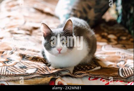 Junge graue Katze mit gelben Augen, die in die Kamera blickt und im alten Innenraum liegt Stockfoto