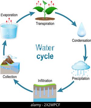 Wasserkreislauf. Schematische Darstellung des Wasserkreislaufs in der Natur. Zirkulation und Kondensation. Den hydrologischen Zyklus visuell für Stock Vektor