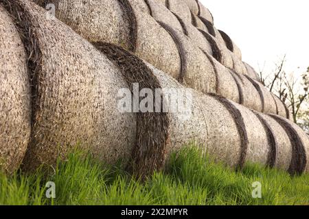 Viele Heuballen auf grünem Gras im Freien Stockfoto