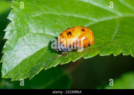 Asiatischer Marienkäfer, Harlekin, Vielfarbiger Marienkäfer, Harlekin-Marienkäfer, Puppe, Harmonia axyridis, asiatische Käfer, Harlequin-Käfer, Stockfoto