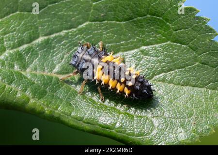 Asiatischer Marienkäfer, Harlekin, Vielfarbiger Marienkäfer, Harlekin-Marienkäfer, Larve, Käferlarve, Harmonia axyridis, asiatische Käferin, Harlequin Stockfoto